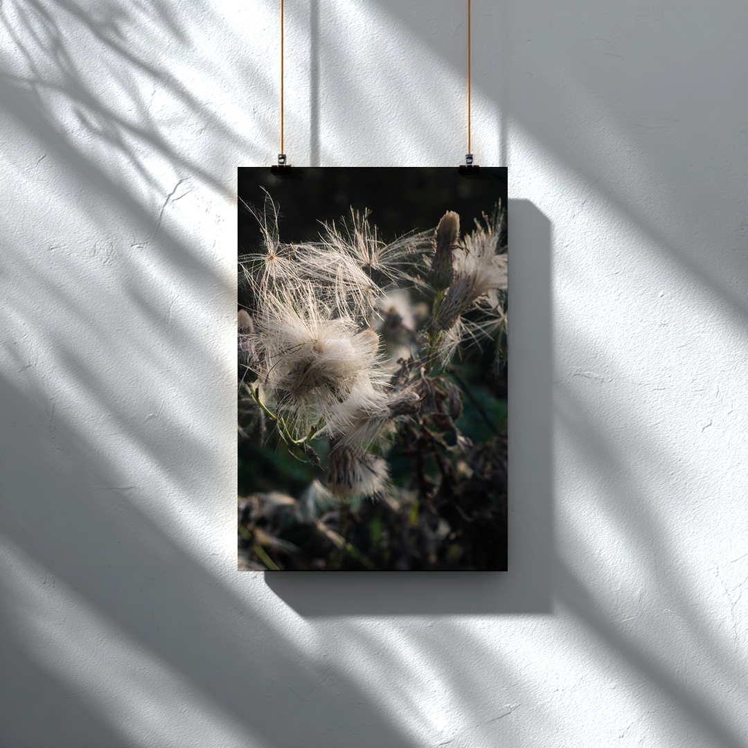 Zarte Wildnis – Fine Art Naturfotografie | Print on Demand