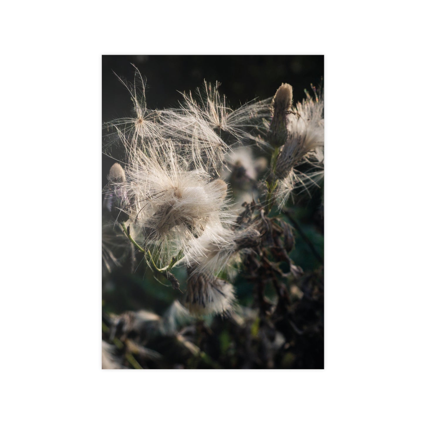 Zarte Wildnis – Fine Art Naturfotografie | Print on Demand