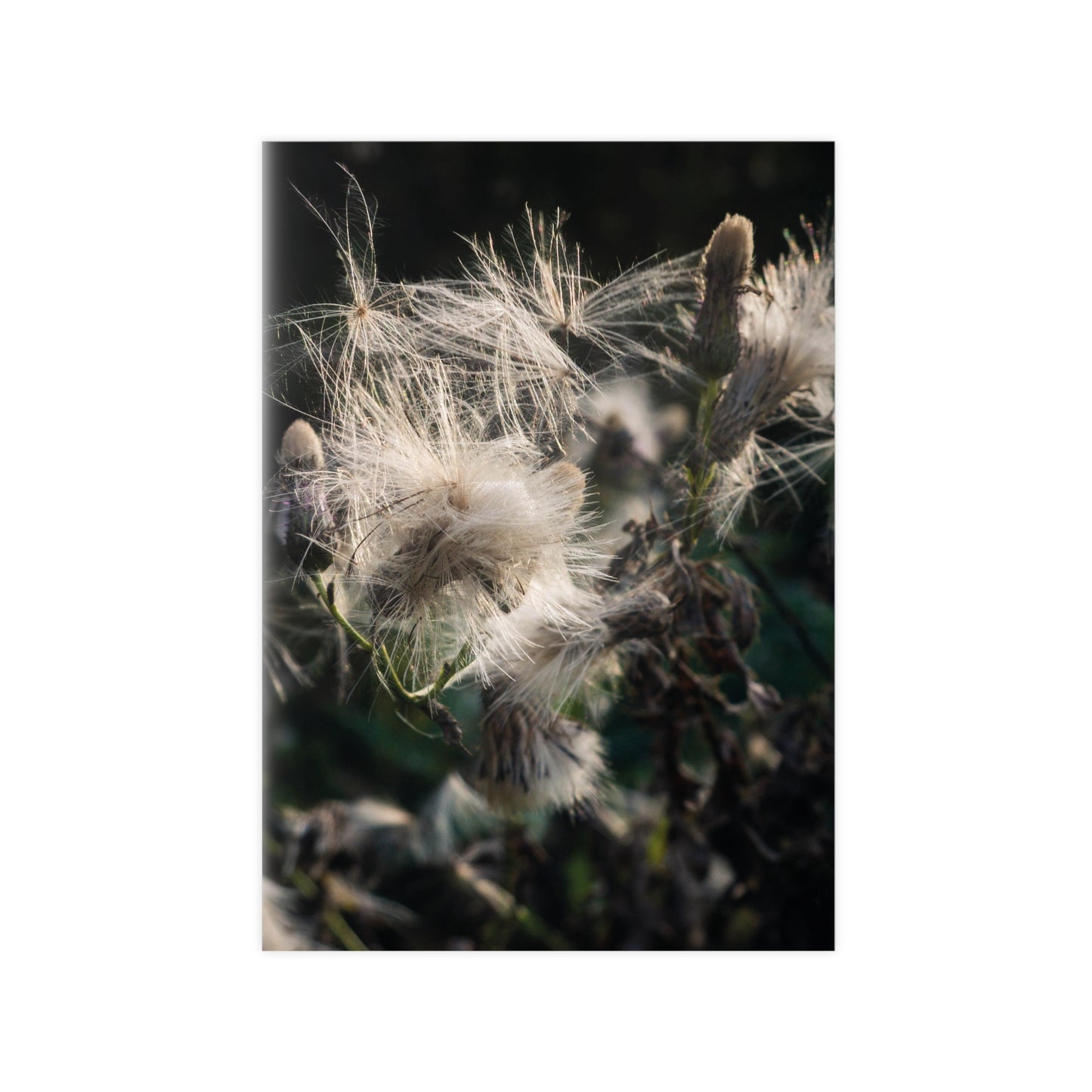 Zarte Wildnis – Fine Art Naturfotografie | Print on Demand