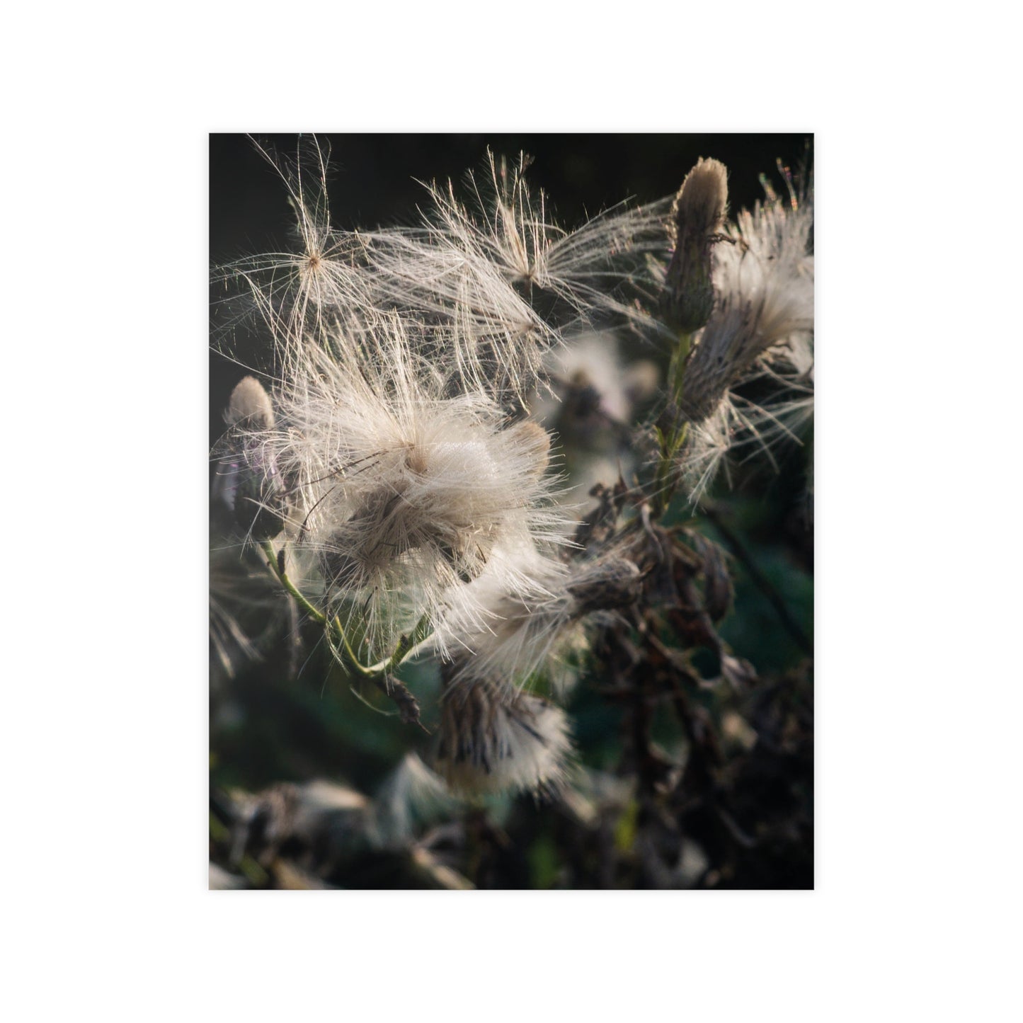 Zarte Wildnis – Fine Art Naturfotografie | Print on Demand