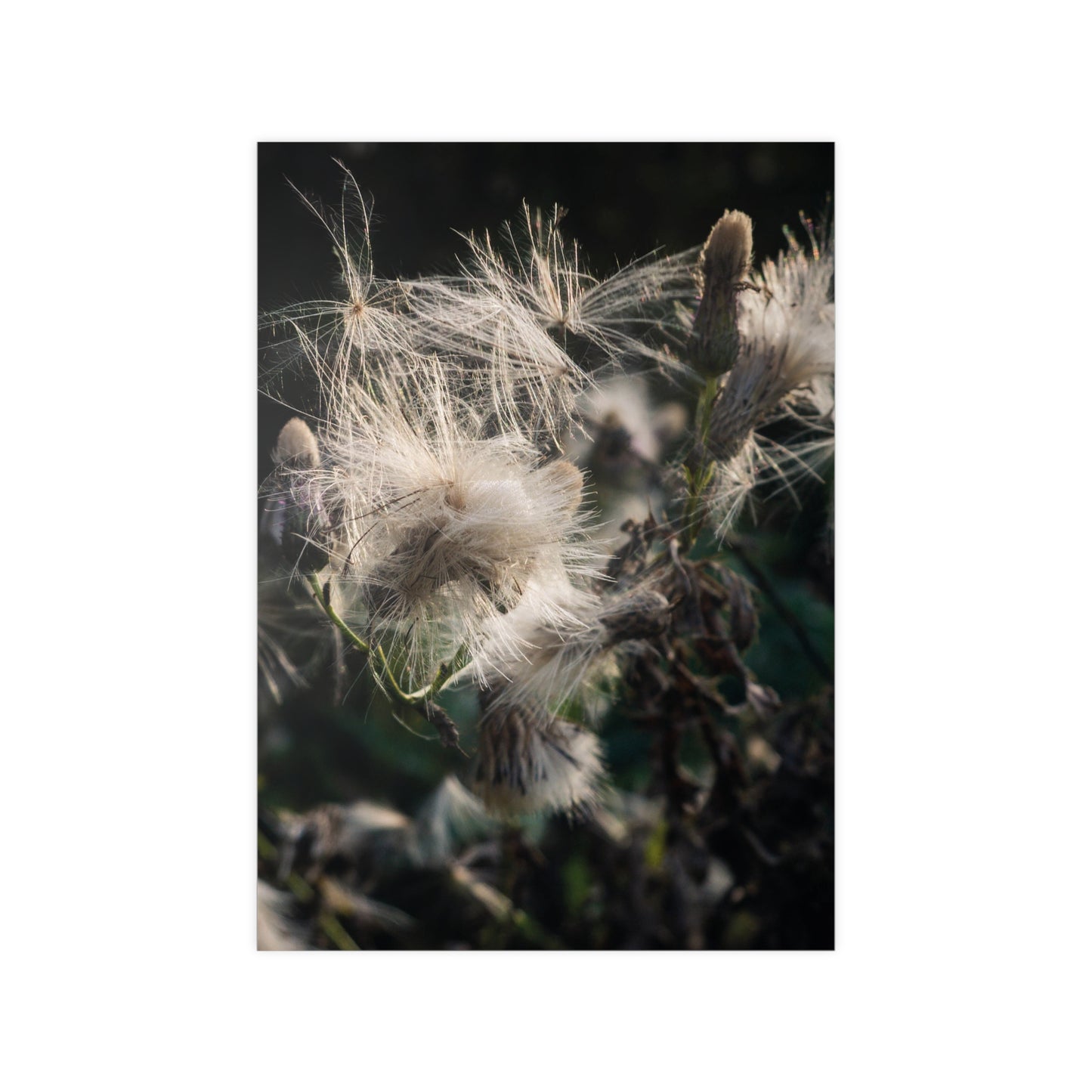 Zarte Wildnis – Fine Art Naturfotografie | Print on Demand