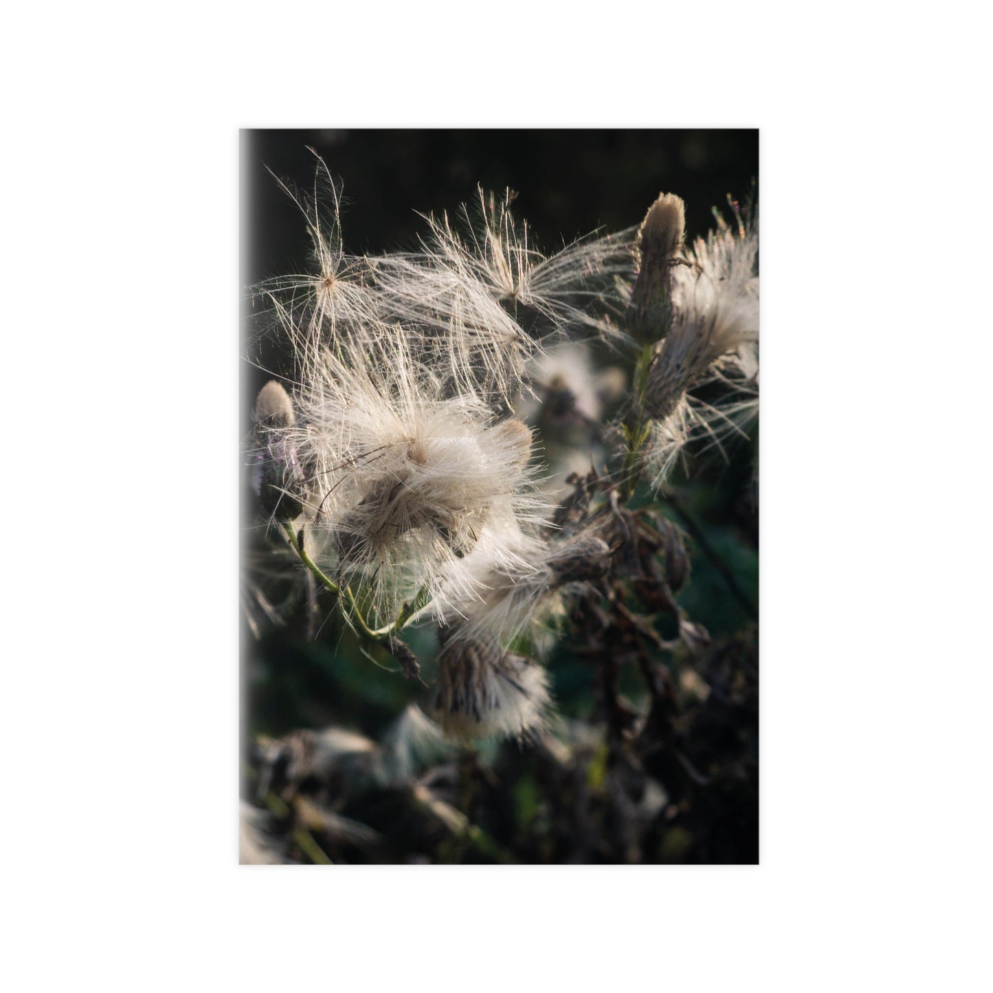 Zarte Wildnis – Fine Art Naturfotografie | Print on Demand