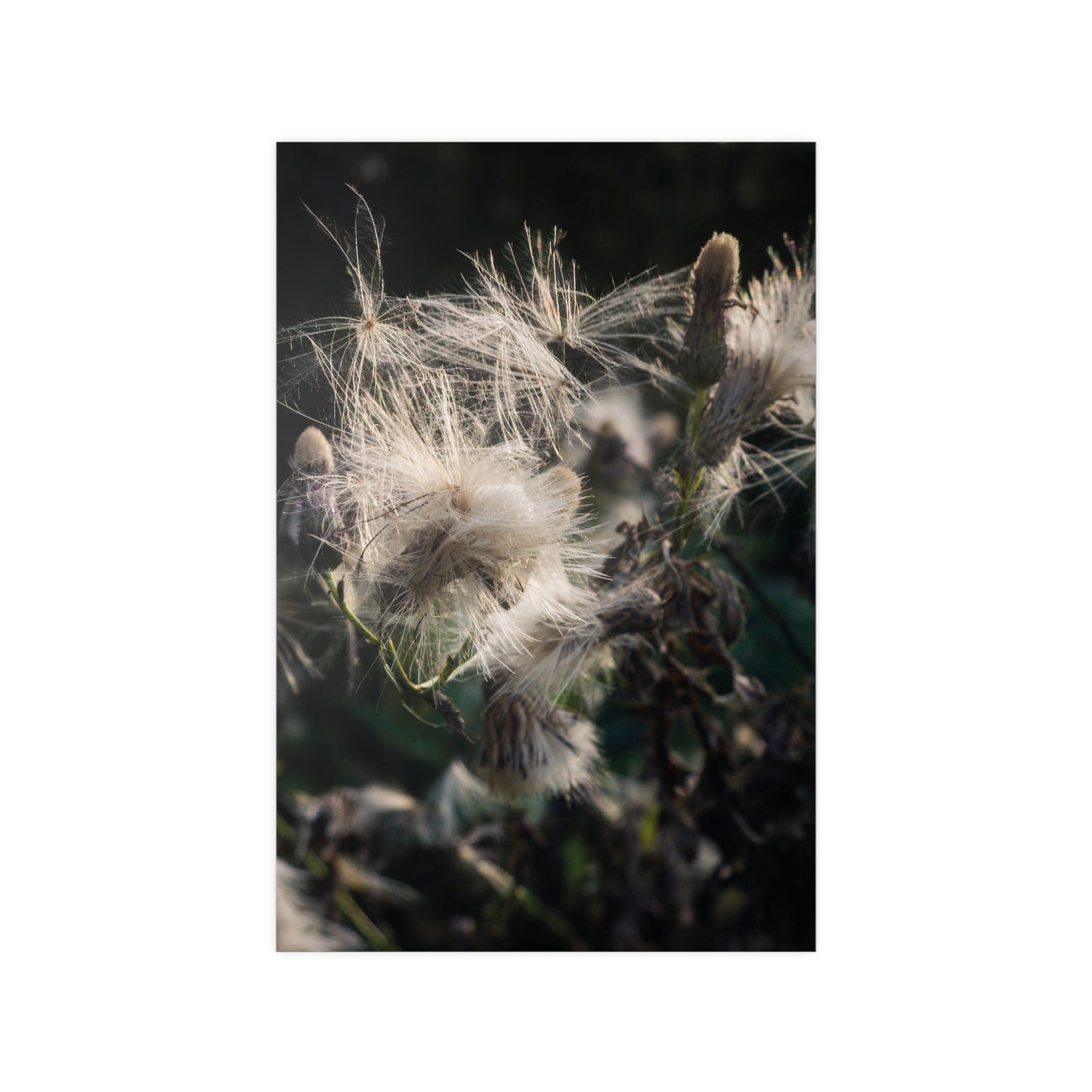 Zarte Wildnis – Fine Art Naturfotografie | Print on Demand