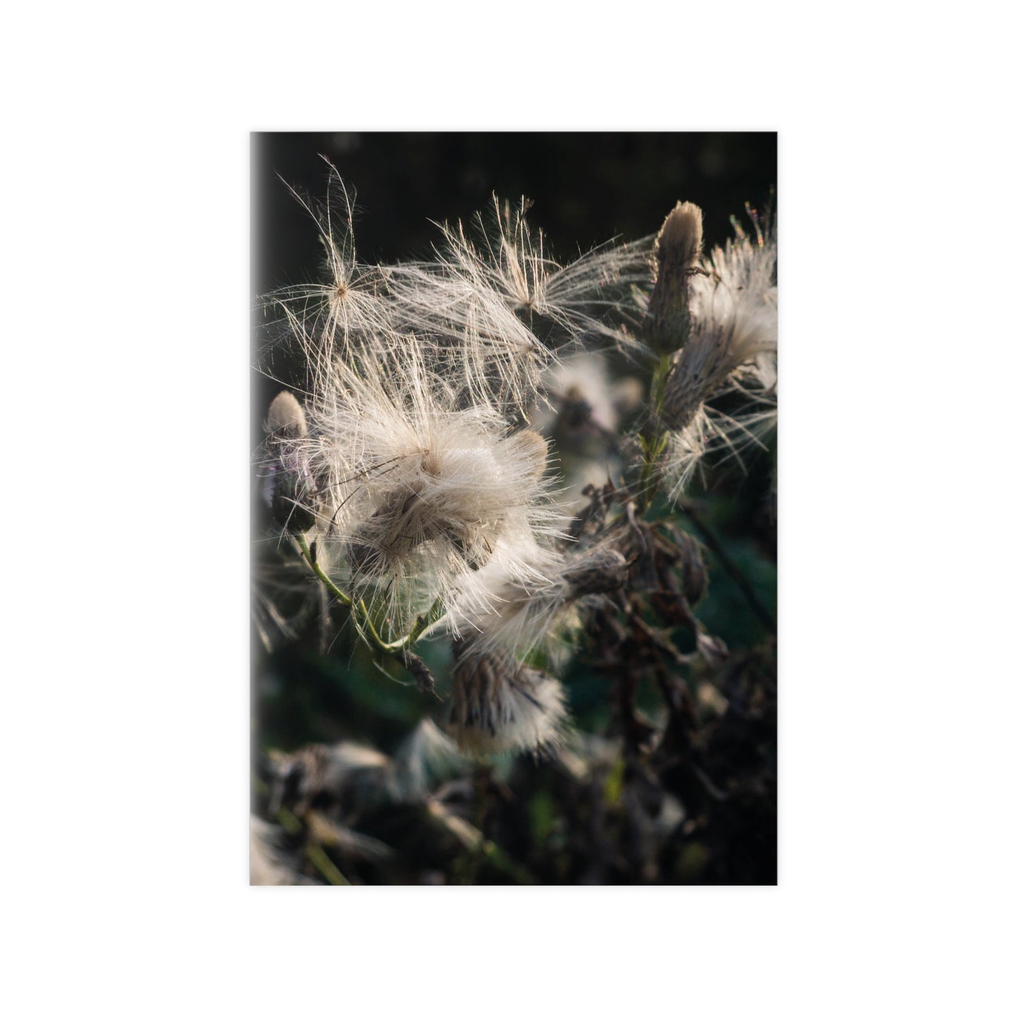 Zarte Wildnis – Fine Art Naturfotografie | Print on Demand