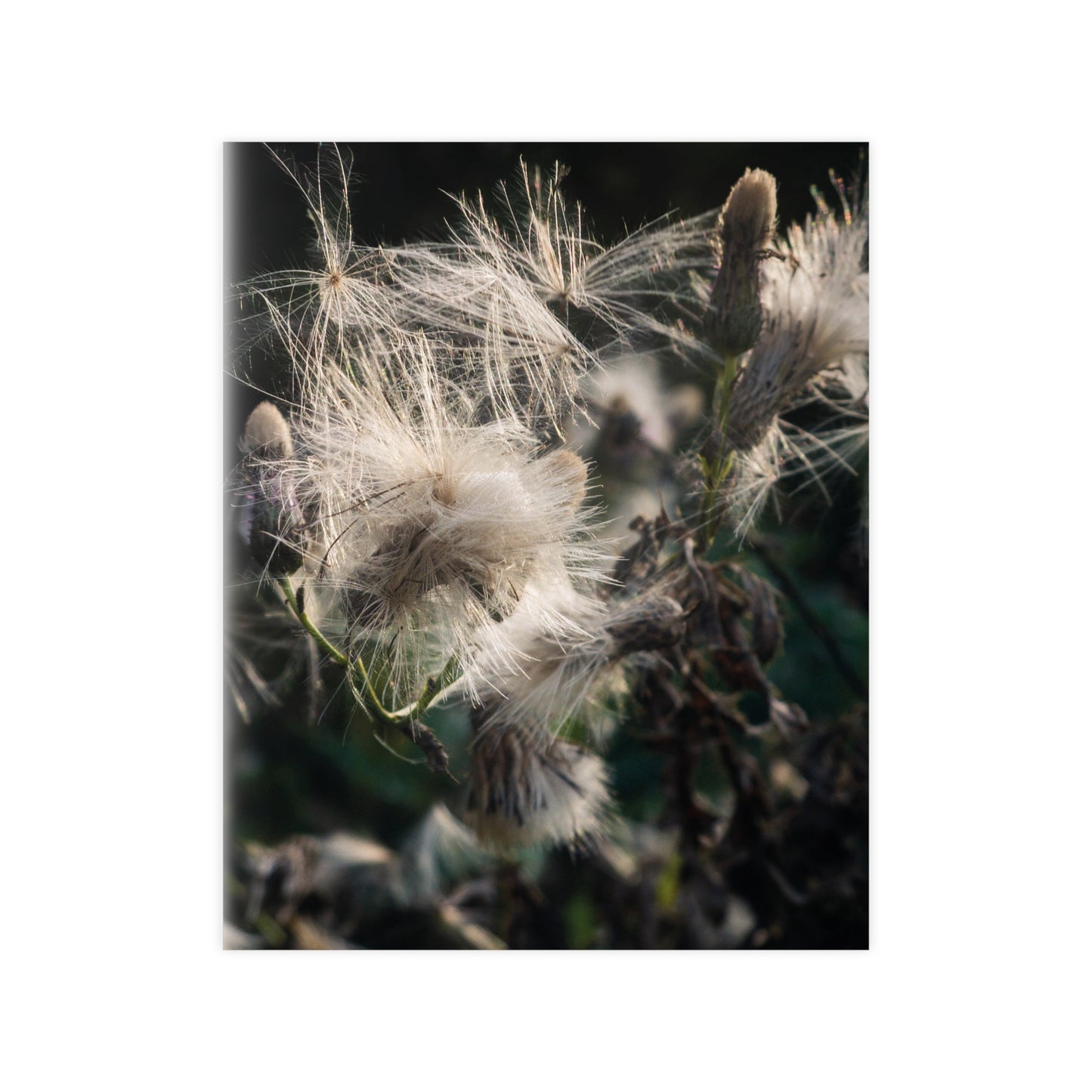 Zarte Wildnis – Fine Art Naturfotografie | Print on Demand